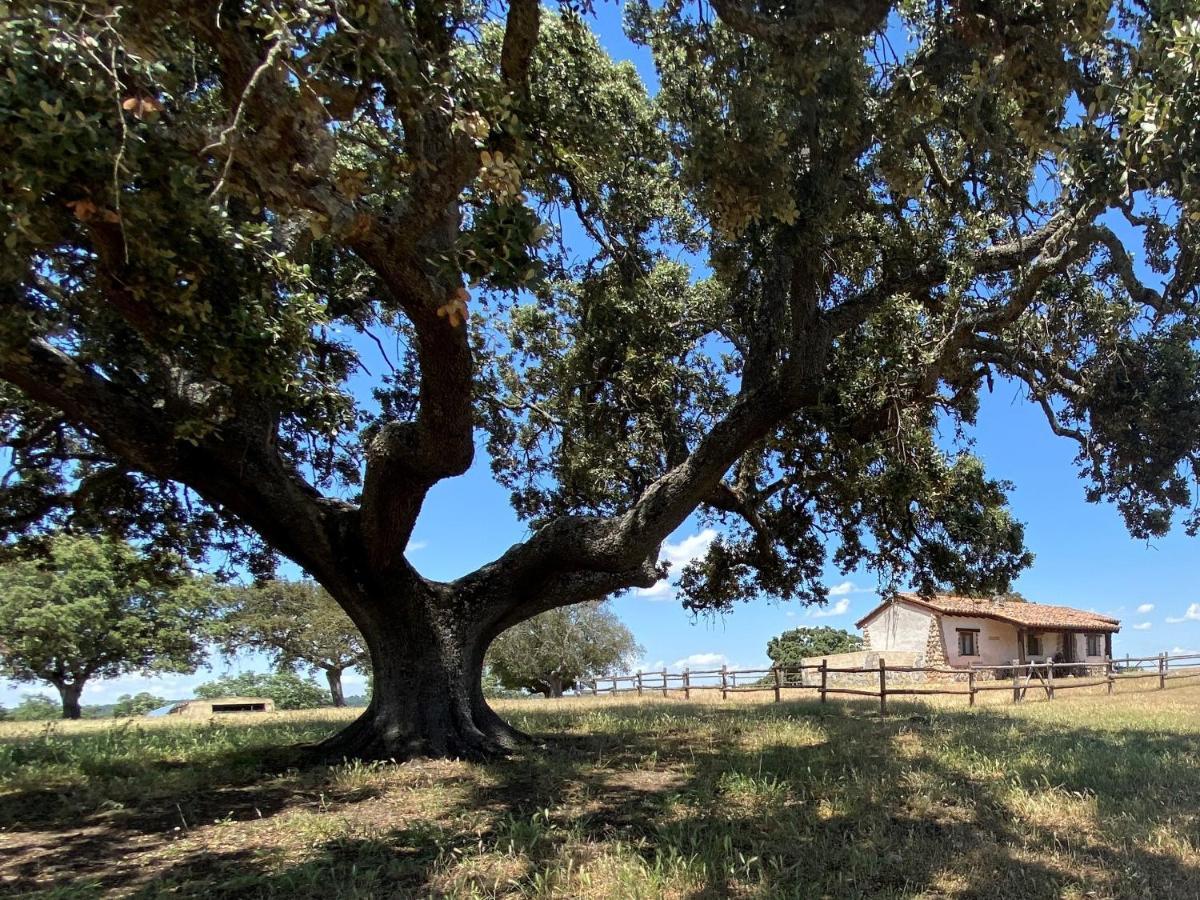 Espeja Eco-Lodge En La Reserva Privada Campanarios De Azaba - Proyecto De Conservacion מראה חיצוני תמונה