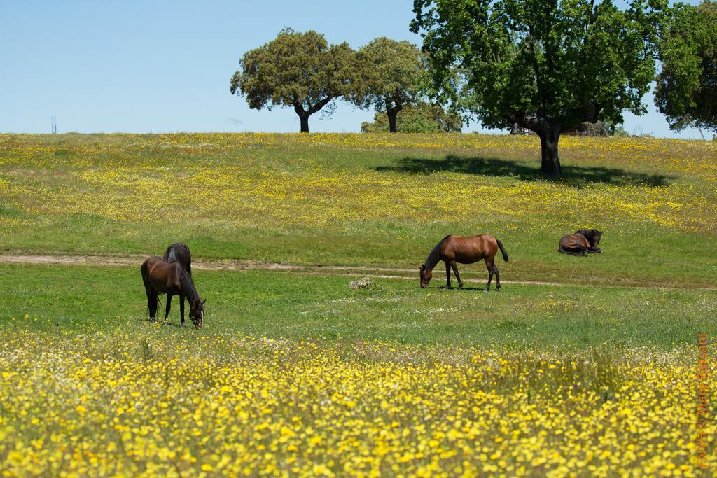 Espeja Eco-Lodge En La Reserva Privada Campanarios De Azaba - Proyecto De Conservacion מראה חיצוני תמונה